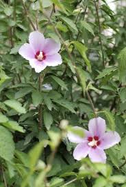 As an indoor plant the hibiscus needs a little more care than in the garden. Hibiscus Transplant Info When And How To Transplant A Hibiscus
