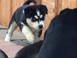 Some mini husky puppies for sale may be shipped worldwide and include crate and veterinarian checkup. Pennysaver Husky Lab Mix Puppies For Sale In Riverside California Usa