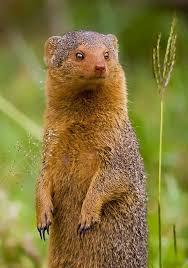 Firavun Fareleri Kuyruksurengiller Ailesinden Afrika Disinda Yasayan Memeli Etcil Bir Hayvan Turudur Mongoose Woodlands Animals
