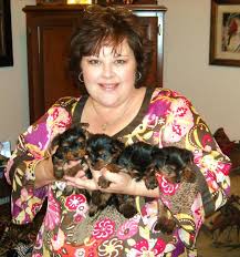 Having a pet is an amazing experience for anyone. Yorkshire Terrier Puppies For Sale Teacup Yorkie Puppies