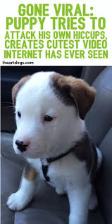 Puppy Tries To Attack His Own Hiccups And It S The Cutest Thing Ever Cute Dogs Puppies Cute Animals
