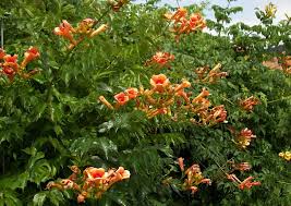Maybe you would like to learn more about one of these? Indian Summer Trumpet Vine 12 M Yellow Orang Trumpet Like Flowers Fast Growing Vine That Clings To Stone Or Woo Trumpet Vine Growing Vines Fast Growing Vines