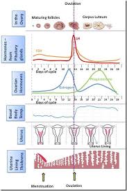 basal body temperature bbt charting follicle stimulating