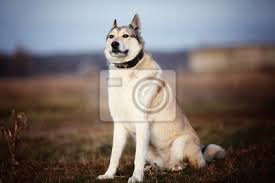 Image result for západosibiřská lajka