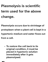 In a plasmolysed plant cell, the space between the contracted protoplasm and cell wall remains filled with the external solution. A Plant Cell Placed In Strong Sugar Sulution How Can The Above Cell Be Brought Back To Its Original Brainly In