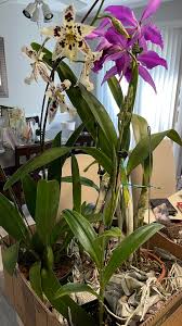 Image result for Habenaria livingstoniana