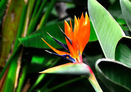 Image result for Strelitziaceae