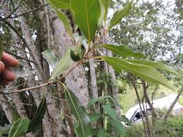 Image result for Ocotea