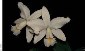 Image result for Emilia violacea