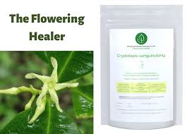 Image result for Cryptolepis apiculata