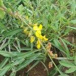 Image result for Crotalaria chrysochlora