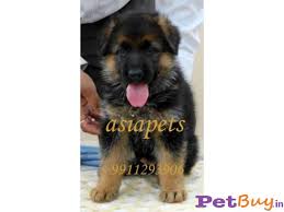 Find german shepherd dog puppies and breeders in your area and helpful german shepherd dog information. German Shepherd Puppies For Sale At Best Price In Pune