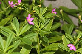 Image result for Talinum fruticosum