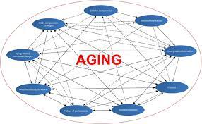 Mikstat w powiecie ostrzeszowskim, w województwie wielkopolskim już działa. Aging Fits The Disease Criteria Of The International Classification Of Diseases Sciencedirect