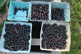 Posted on april 11, 2012. Black Currants 2017 General Fruit Growing Growing Fruit