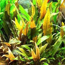 Cryptocoryne wendtii can be very easy to propagate. Cryptocoryne Wendtii Copper 2 Plug Arizona Aquatic Gardens