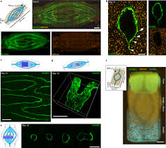 Check spelling or type a new query. Generation Of Model Tissues With Dendritic Vascular Networks Via Sacrificial Laser Sintered Carbohydrate Templates Nature Biomedical Engineering