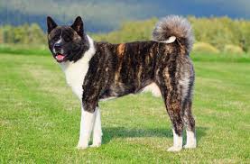 This stunning young dog is as loving and affectionate as he is handsome and healthy. Seven Things You Didn T Know About The American Akita