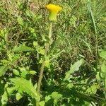 Image result for Crassocephalum picridifolium