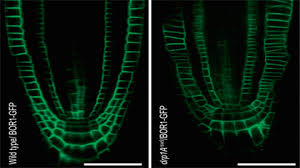 The journal has been published since 1926 by the american society of plant biologists. Plant And Cell Physiology Oxford Academic
