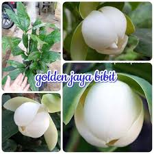 Vlog tanam pokok bunga cempaka. Jual Golden Jaya Bibit Tanaman Bunga Cempaka Telor Putih Terbaru Juni 2021 Blibli