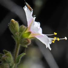 Image result for Baissea viridiflora