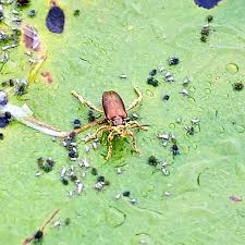 We did not find results for: Waterlily Leaf Beetle Family Chrysomelidae Field Station