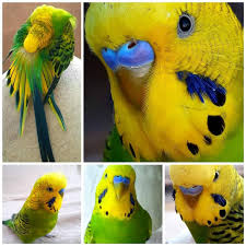 544 Begenme 0 Yorum Instagram Da Muhabbet Kusu Tr Muhabbet Kusu Yemmyesilll Gunaydin Muhabbetkusu Muhabbetkusu Muhabbetkusuur In 2020 Animals Parrot Bird