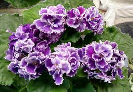African violet flower color is not the only thing that varies. K S Hajner Hybrids Home Of K S African Violets Facebook