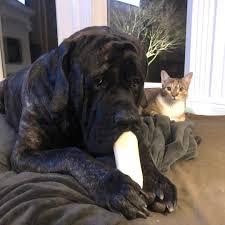 We did not find results for: Mastiff Puppies For Sale An Adoption At Affordable Prices Home Facebook