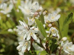 Maybe you would like to learn more about one of these? Deutzie Maiblumenstrauch Sternchenstrauch Proven Winners Yuki Snowflake Deutzia X Hybrida Proven Winners Yuki Snowflake Baumschule Horstmann