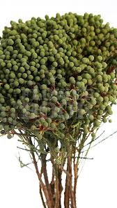 Berzelia Bloed Kol Kol Trees To Plant Flower Farm Fynbos