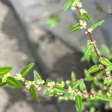 Image result for Pouzolzia guineensis