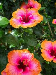 Image result for Hibiscus reekmansii