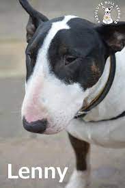 Dogs Available Bull Terrier Bull Terrier Puppy Puppies