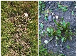 Mar 29, 2019 · if you begin to see bahiagrass growing back after you've planted your flowers or vegetables, you can kill it with sethoxydim. How To Kill Weeds 6 Ways To Get Rid Of Them Dengarden