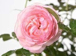 Rosa eden rose (page 1). Strauchrose Eden Rose 85 Strauchrose Eden Rose 85 Gunstig Online Kaufen