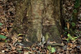 Image result for Inhambanella henriquesii