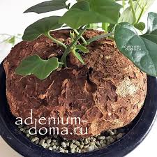 Image result for Cyclantheropsis parviflora