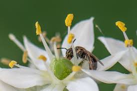 Image result for Isoglossa perdita