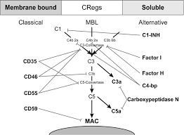 Image result for Complement Pathway