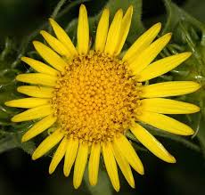 Image result for Geigeria burkei