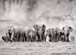 Black And White Animals Photography By Peter Delaney Elephants Photos Elephant Images African Elephant