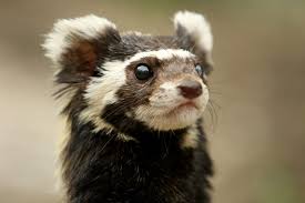 Yes Weasels Can Be Adorable Animal Photo Weird Animals Animals