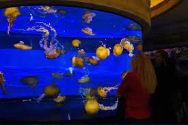 Mandalay Bay In Las Vegas Experience One Of Nevada S Most Iconic Casino Resorts Go Guides