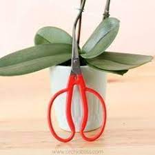 Pin On Orchid