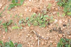 Image result for Gisekia pharnaceoides