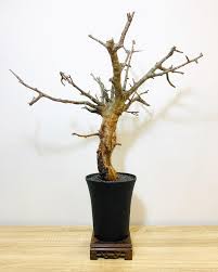 Image result for Commiphora schlechteri