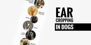 Ear Cropping In Dogs Price Legality Surgery Aftercare