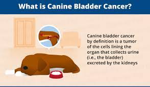 Since bladder cancer in dogs is rare, there has not been enough research conducted to conclusively report the cause of bladder cancer. Bladder Cancer In Dogs Canna Pet